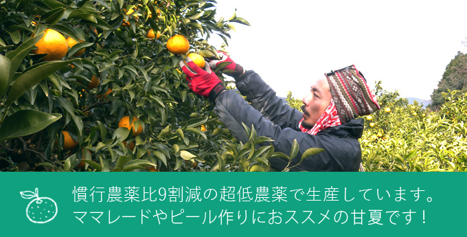 甘夏