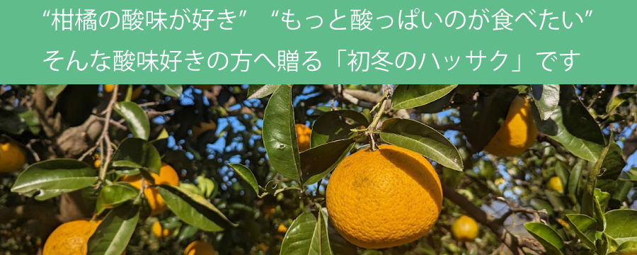 柑橘の酸味が好き　もっと酸っぱいのが食べたい そんな酸味好きの方へ贈る「初冬のハッサク」です