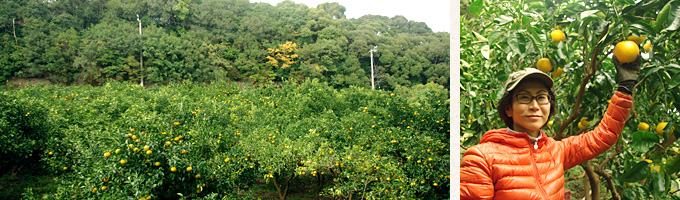 ハッサク 生産風景,八朔