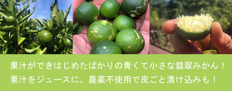 【翡翠みかん】夏の若い青みかん、ジュースや調味料に！（2kg～）