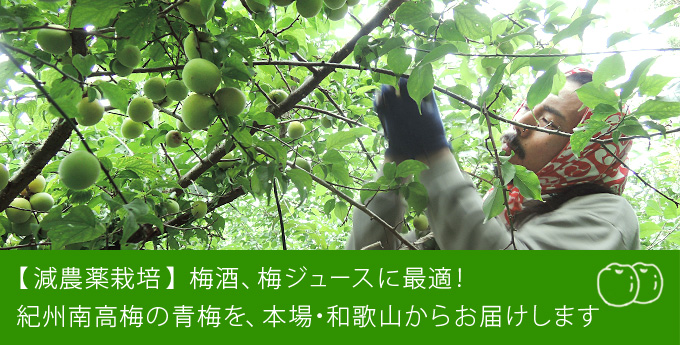 減農薬栽培 梅酒 梅ジュースに 紀州南高梅の青梅を本場・和歌山からお届け