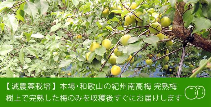 減農薬栽培 本場・和歌山の紀州南高梅 樹上で完熟した梅のみを収穫後すぐにお届け