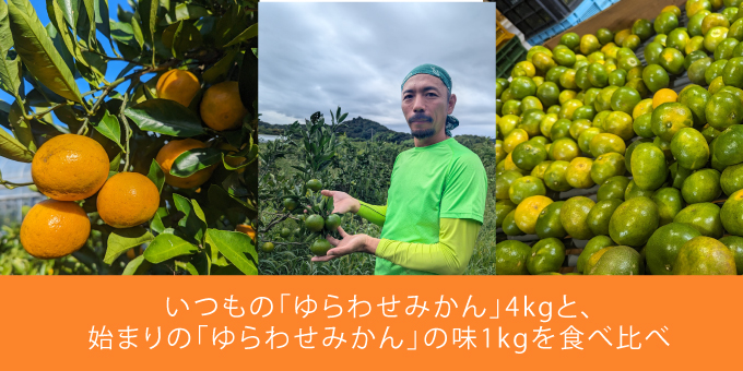 ゆらわせ新旧樹