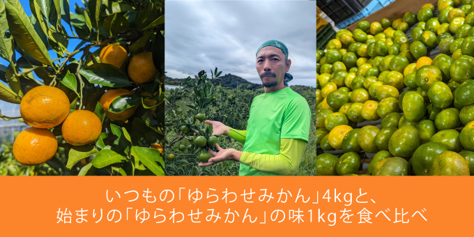 ゆらわせ新旧樹