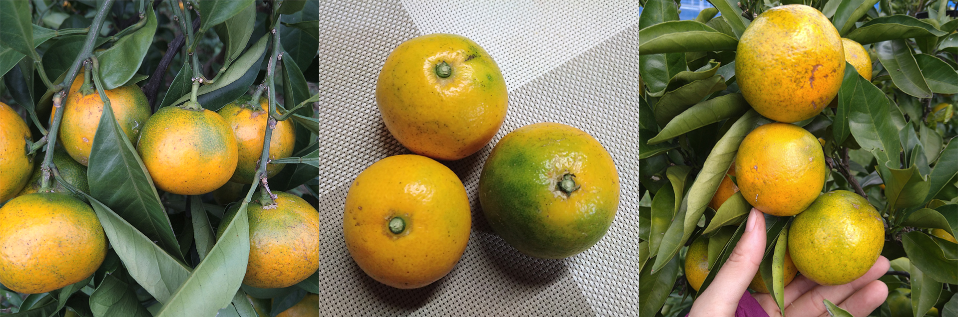 ゆらわせみかん 3kg】希少種の「ゆら早生」