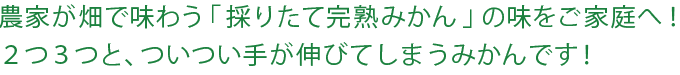 農家が畑で味わう「採りたて完熟みかん」の味をご家庭へ！2つ3つと、ついつい手が伸びてしまうみかんです！