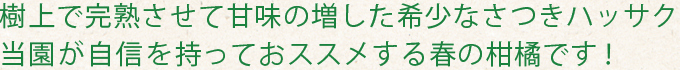 樹上で完熟させて甘味の増した希少なさつきハッサク