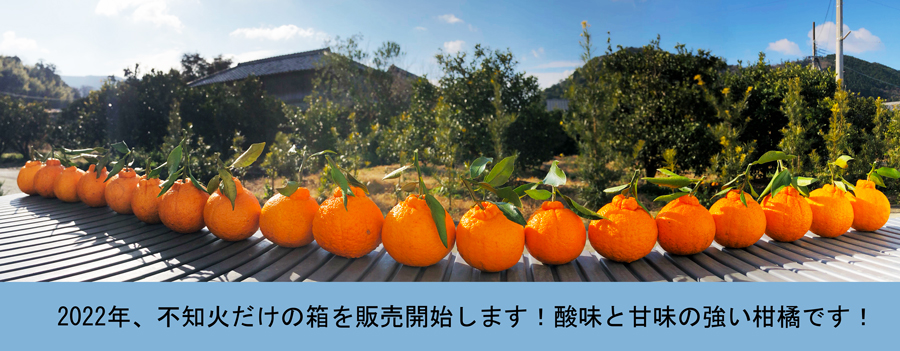 不知火,しらぬい,でこぽん
