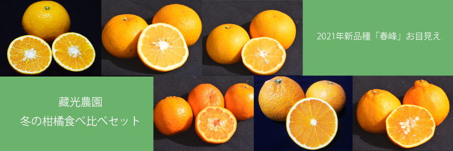 連絡ありの方のみ 藏光農園 晩柑いろいろ食べ比べセット