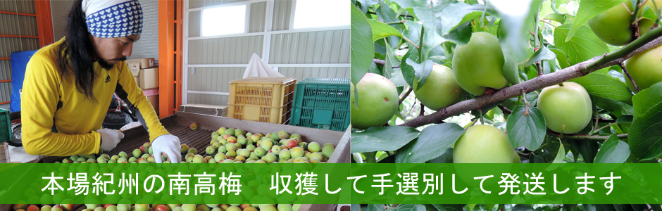 本場紀州の南高梅　収獲して手選別して発送します