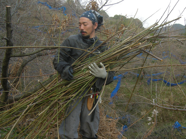 梅の一年、2月