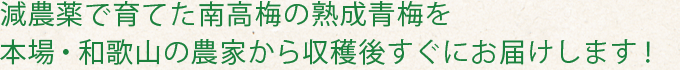 減農薬で育てた南高梅の青梅 本場・和歌山の農家から収穫後すぐにお届け