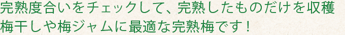 完熟したものだけを収穫 梅干しや梅ジャムに最適な完熟梅です